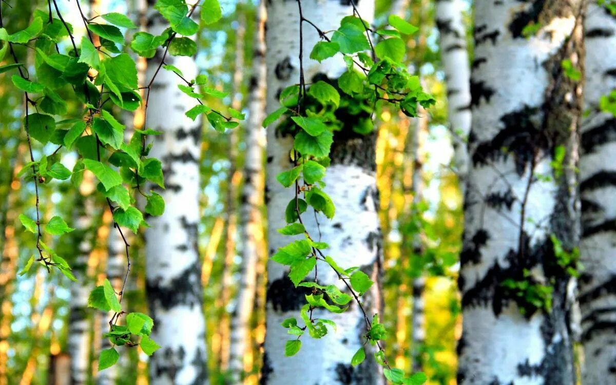 Берёза мелколистная. Берёза ойковская. Берёза Birch. Береза круглолистная.