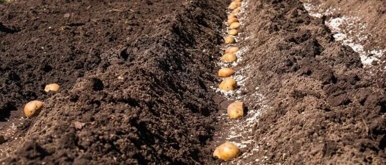 Дни посадки картофеля в апреле 2024. Посев картофеля в апреле. Благоприятные дни сажать картошку в апреле. Благоприятные дни для посадки картошки в апреле 2023 года.