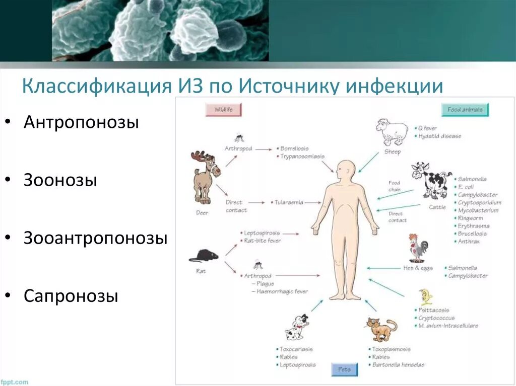 Возможные источники инфекции. Классификация инфекционных заболеваний микробиология. Источники инфекционных заболеваний микробиология. Источники зоонозных инфекций классификация. Классификация инфекционных заболеваний антропонозы зоонозы.