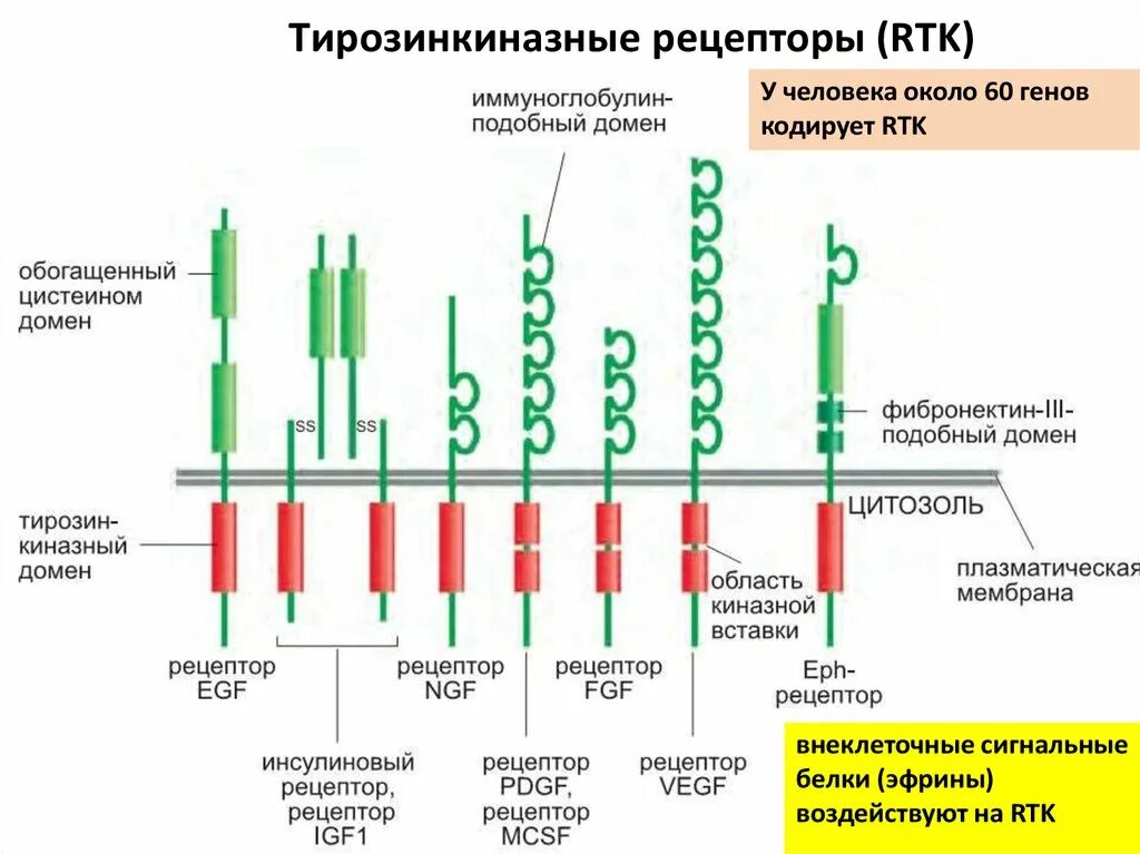 Тирозинкиназный механизм действия гормонов. Тирозинкиназные рецепторы механизм. Рецепторы с тирозинкиназной активностью строение. Рецепторы тирозинкиназы. Механизм действия тирозинкиназ.