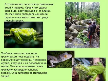Где живет или в тропическом лесу