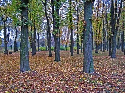 Лес практическая работа