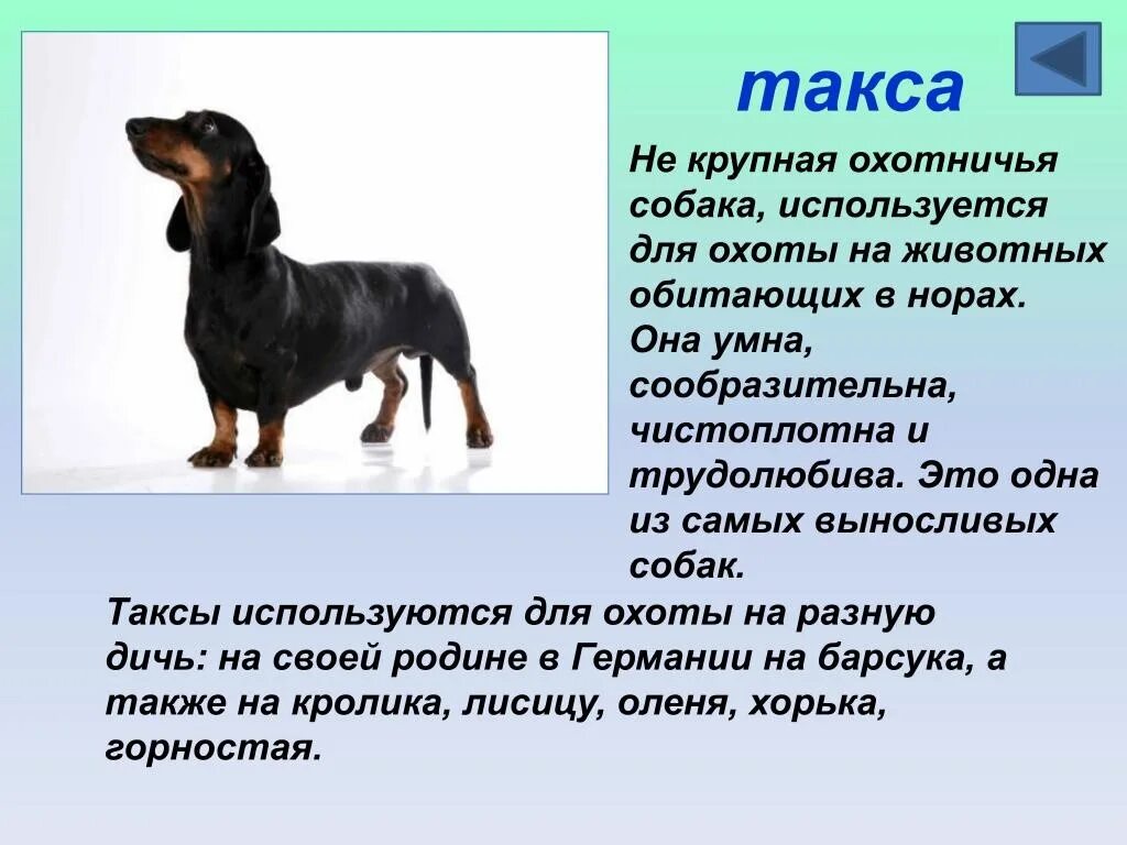 Где используются собаки