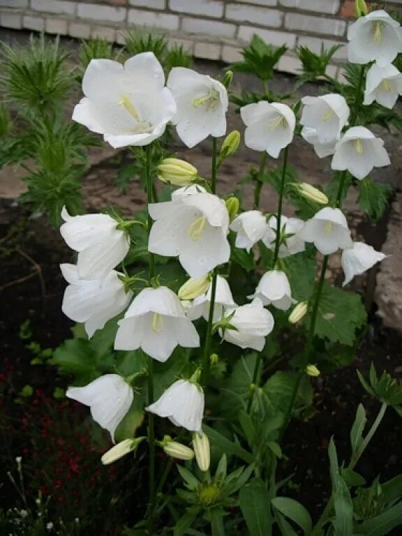 Рассада колокольчика махрового. Колокольчик персиколистный Alba Campanula persicifolia.