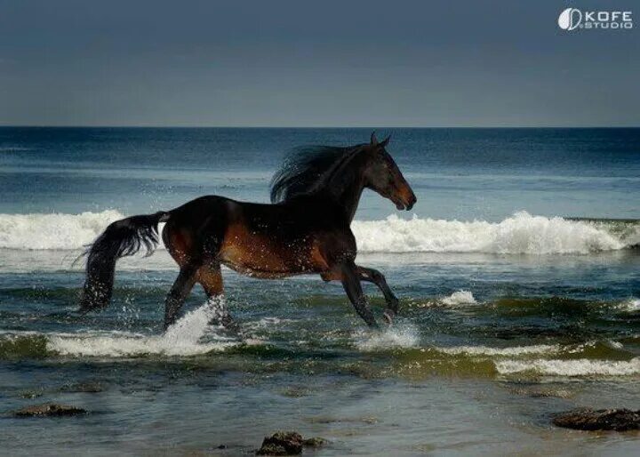 Лошадь бежит по морю фото Download wallpapers white horse, coast, sea, beach, sunset, evening horse for de