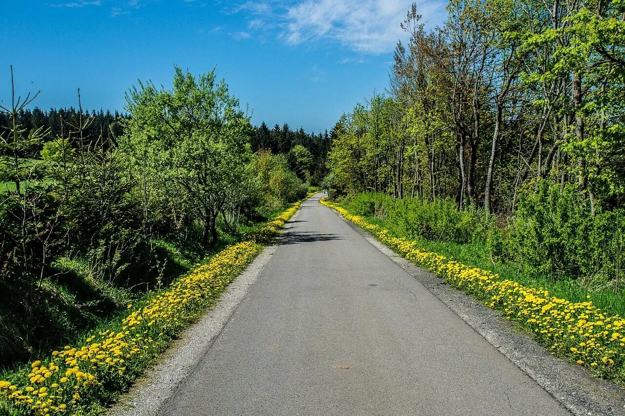 Растет возле дороги. Цветы вдоль дороги. Растения около дороги. Растения вдоль дорог. Желтые цветы вдоль дорог.