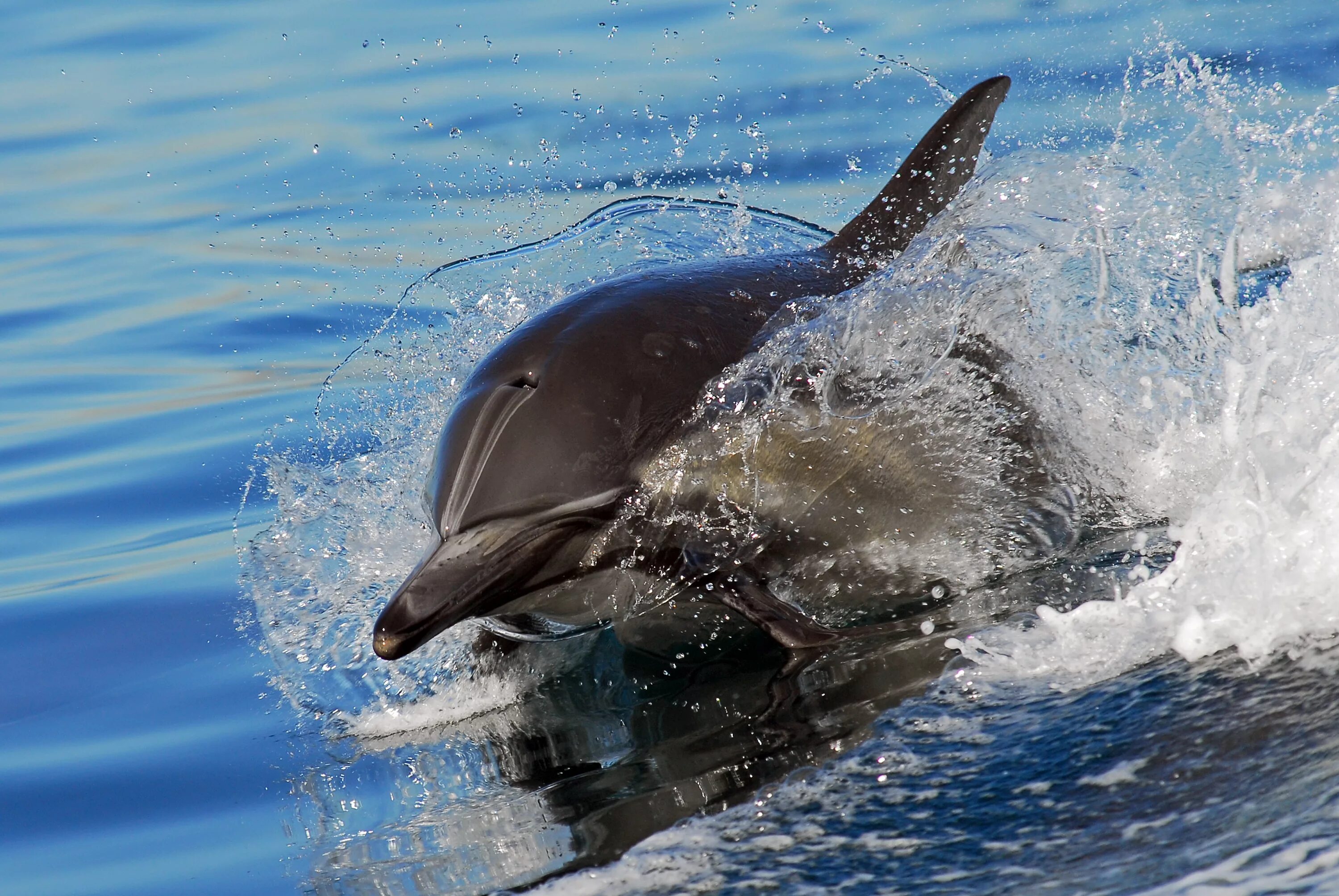 Слушать океан дельфин. Тихоокеанский белобокий Дельфин. Белобочка и Афалина. Дельфин белобочка в черном море. Атлантический белобокий Дельфин.