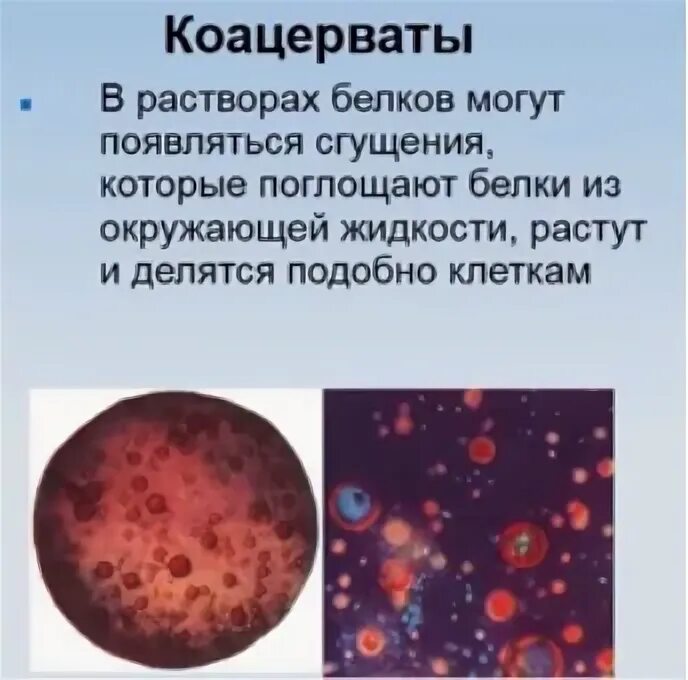 Коацерваты обладали свойствами живого потому что. Коацерваты. Коацерваты это в биологии. Образование коацерватов. Коацерваты это живые организмы.