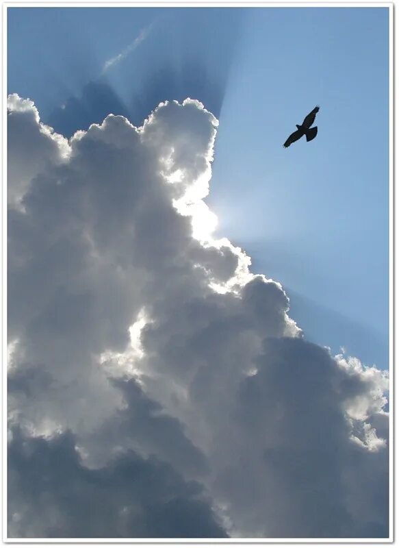 Птицы в небе. Птица высоко в небе. Птица парит в небе. Парящая птица.