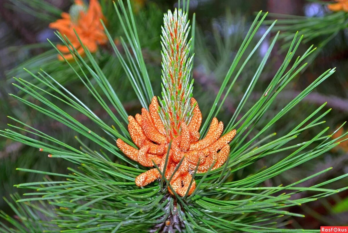 сосна кедровая цветение. сосна обыкновенная ватерери хвоя. голосемянные хвойные сосновые сосна лесная. сосновый вертун сосны обыкновенной. сосна ма́ссона (pinus massoniana).