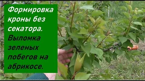 Волчок абрикос