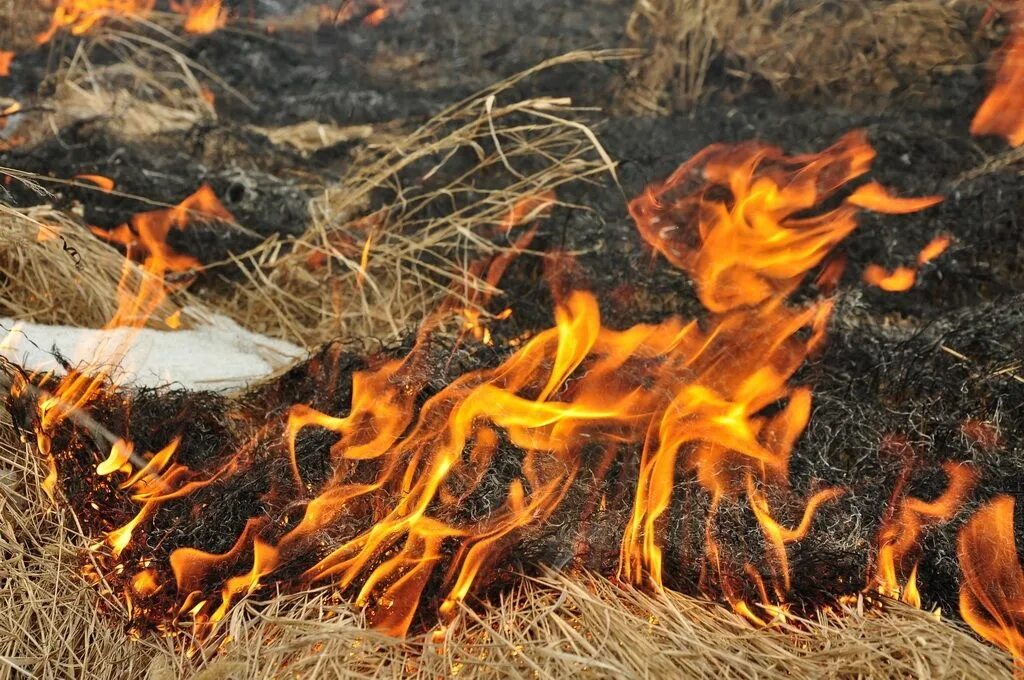 Пал огня. Огонь трава. Пламя на траве. Костер трава. Огонь трава фото.