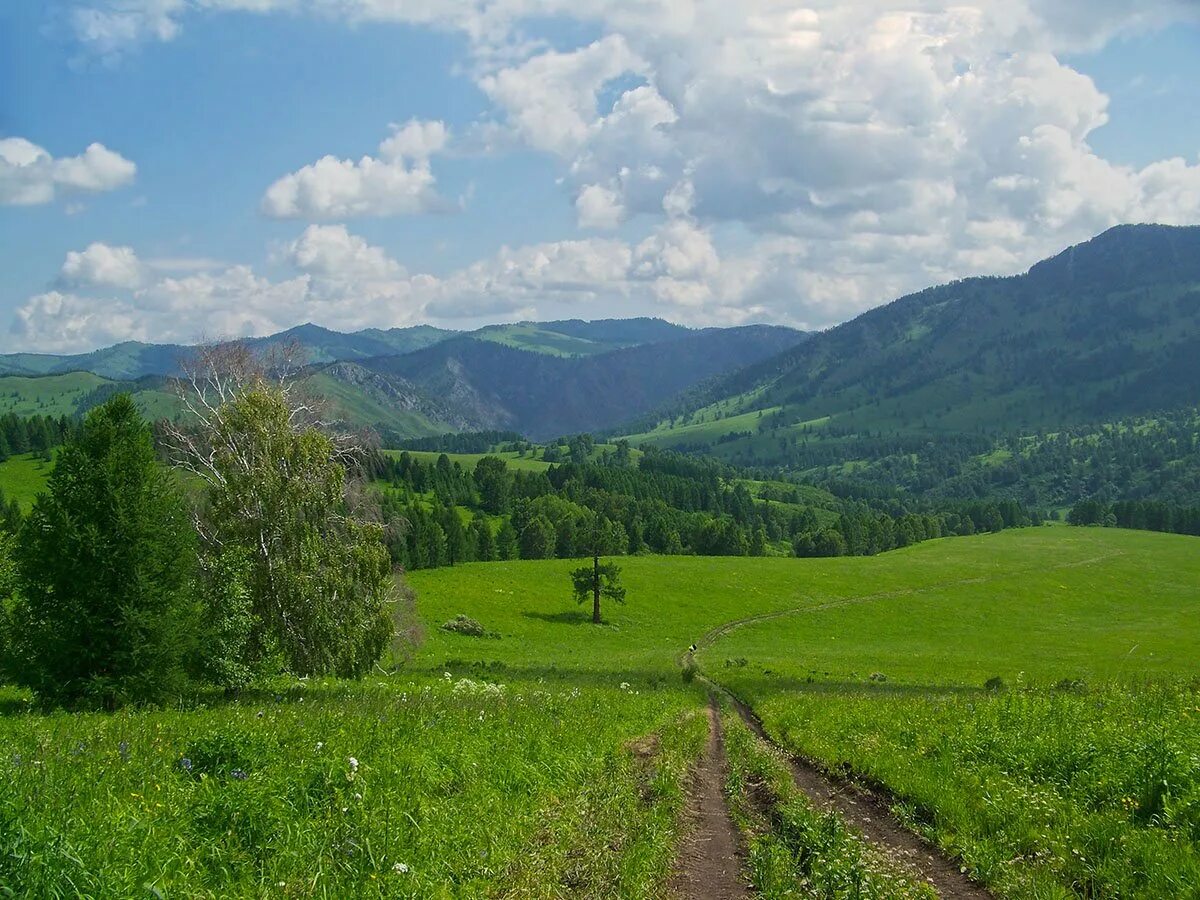 Белокуриха ландшафт Алтайский край. Алтайские Луга Белокуриха. Пейзаж села Алтайского Алтайского края-. Алтайские просторы. Сайт алтай край