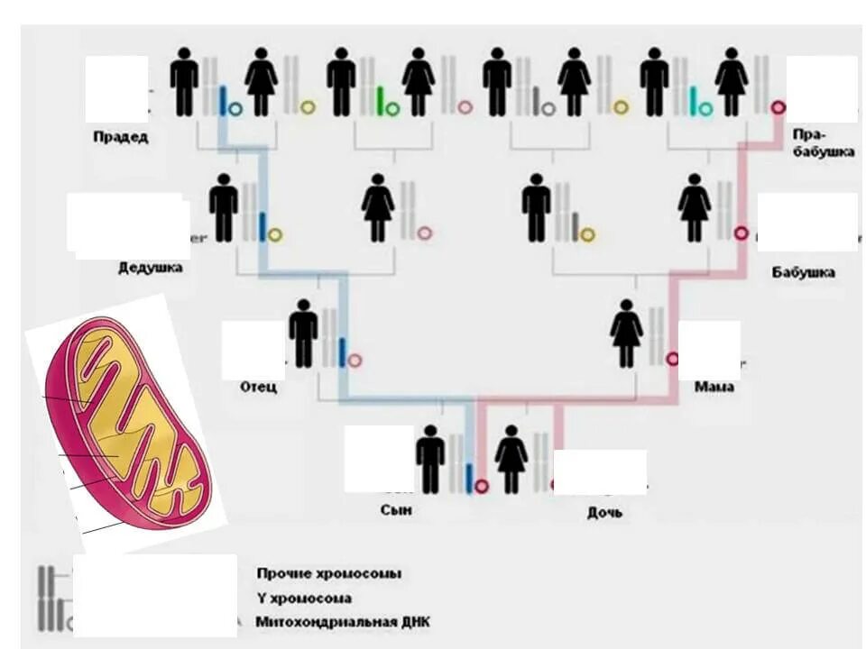 Генетическое установление родства. Схема родства днк. двоюродное родство по днк. митохондриальная наследственность схема.