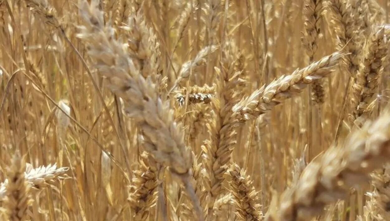 Отличные пшеничные. Урожай пшеницы. Озимая пшеница в ноябре. Сельское хозяйство России 2022. Пшеница сентябрь собрана.