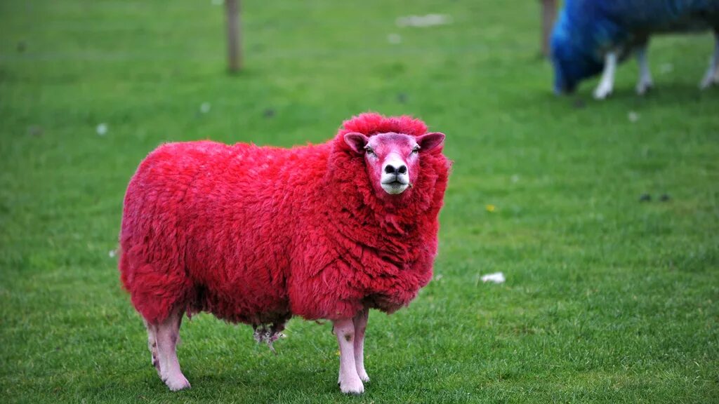 красных ягнят. детеныш овцы как называется. милая овечка. ягнята. ягненок тоскана фото.