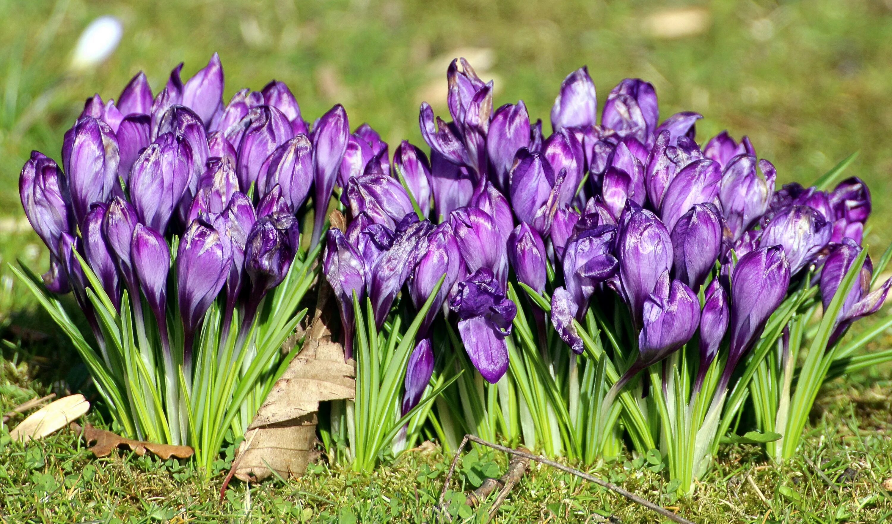 Крокус сколько погибло. Крокусы и гиацинты. Луковичные цветы крокусы. Крокус Barr's Purple. Ирис Шафран.