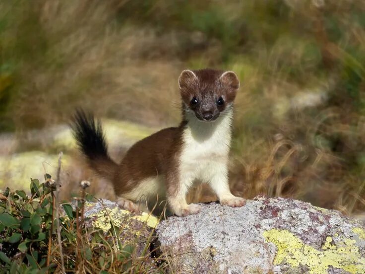 Горностай (Mustela erminea). Солонгой Забайкальский. Сибирский горностай. Горностай в тайге.