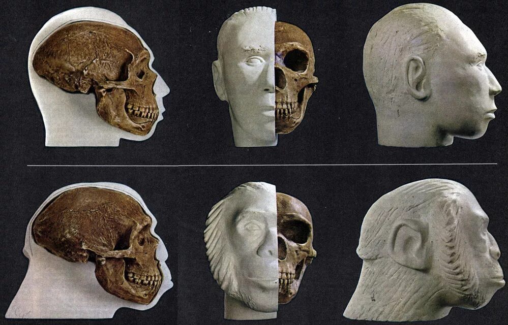 Палеоантроп( неандерталец) череп. Череп неандертальца и кроманьонца. Мозг древнего человека и современного