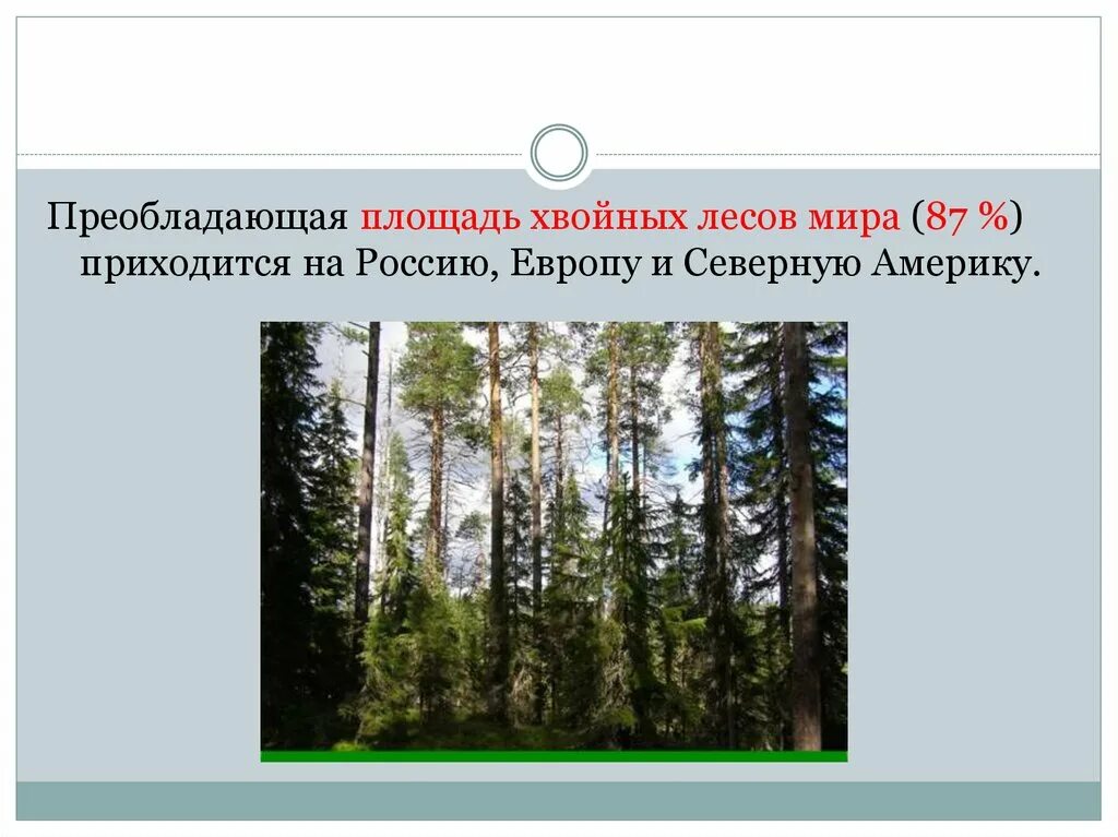 Преобладающие леса. Красноярский край площадь хвойных лесов. Страны хвойные леса преобладают.