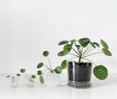 Plant w