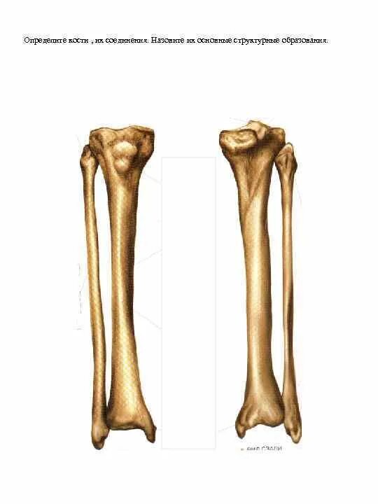 Как определить кость. Как определить косточки. Как опознать кость. Как отличить кость от пластмассы.