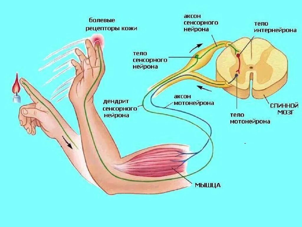 Рефлекторная дуга руки рефлекса. Рефлекс отдергивания руки от горячего предмета рефлекторная дуга. Рефлекторная дуга болевой сенсорной системы. Рефлекторная дуга кожного чувства.