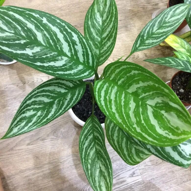 Аглаонема страйпс. Аглаонема страйпс. Аглаонема грин тайская. Аглаонема страйп. Аглаонема страйпс.
