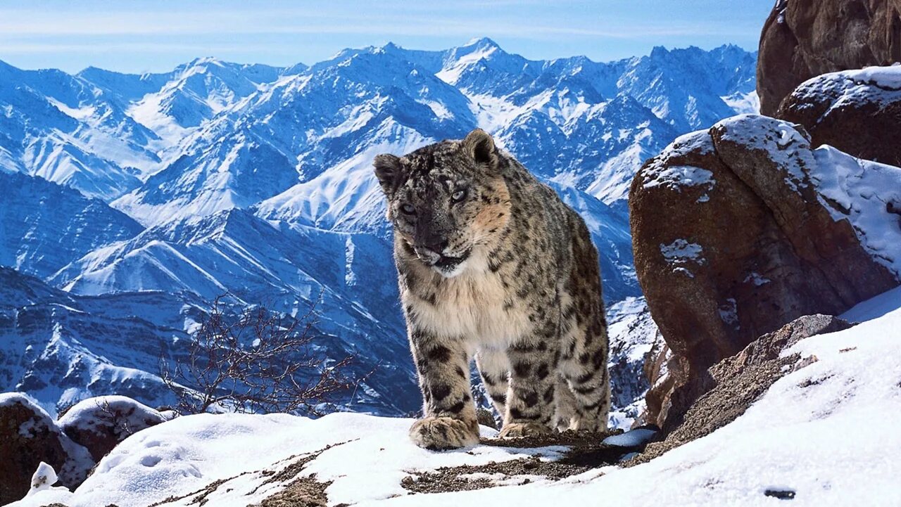 Жизнь животных в горах. Снежный Барс в Гималаях. Снежный Барс Чегет. Снежный Барс на памире. Снежный Барс Приэльбрусье.