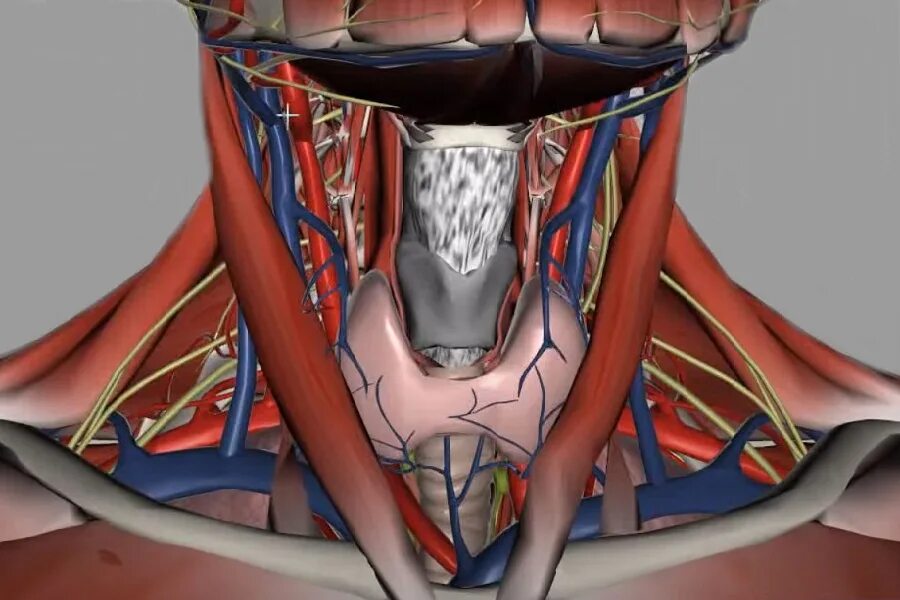 Анатомический атлас щитовидная железа. Мягкие ткани шеи анатомия. Анатомия шеи щитовидной железы.