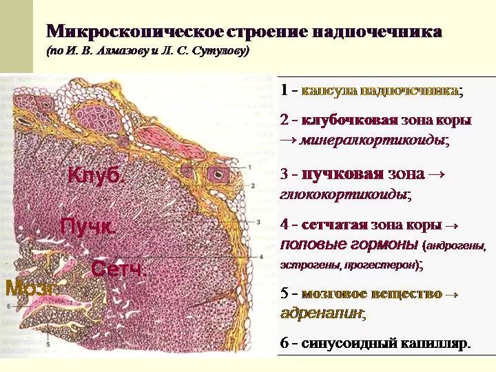 Сетчатая зона. Клубочковая зона коры надпочечников строение. Строение коры надпочечников гистология. Слои коры надпочечников. Клубочковая зона коры надпочечников гистология.