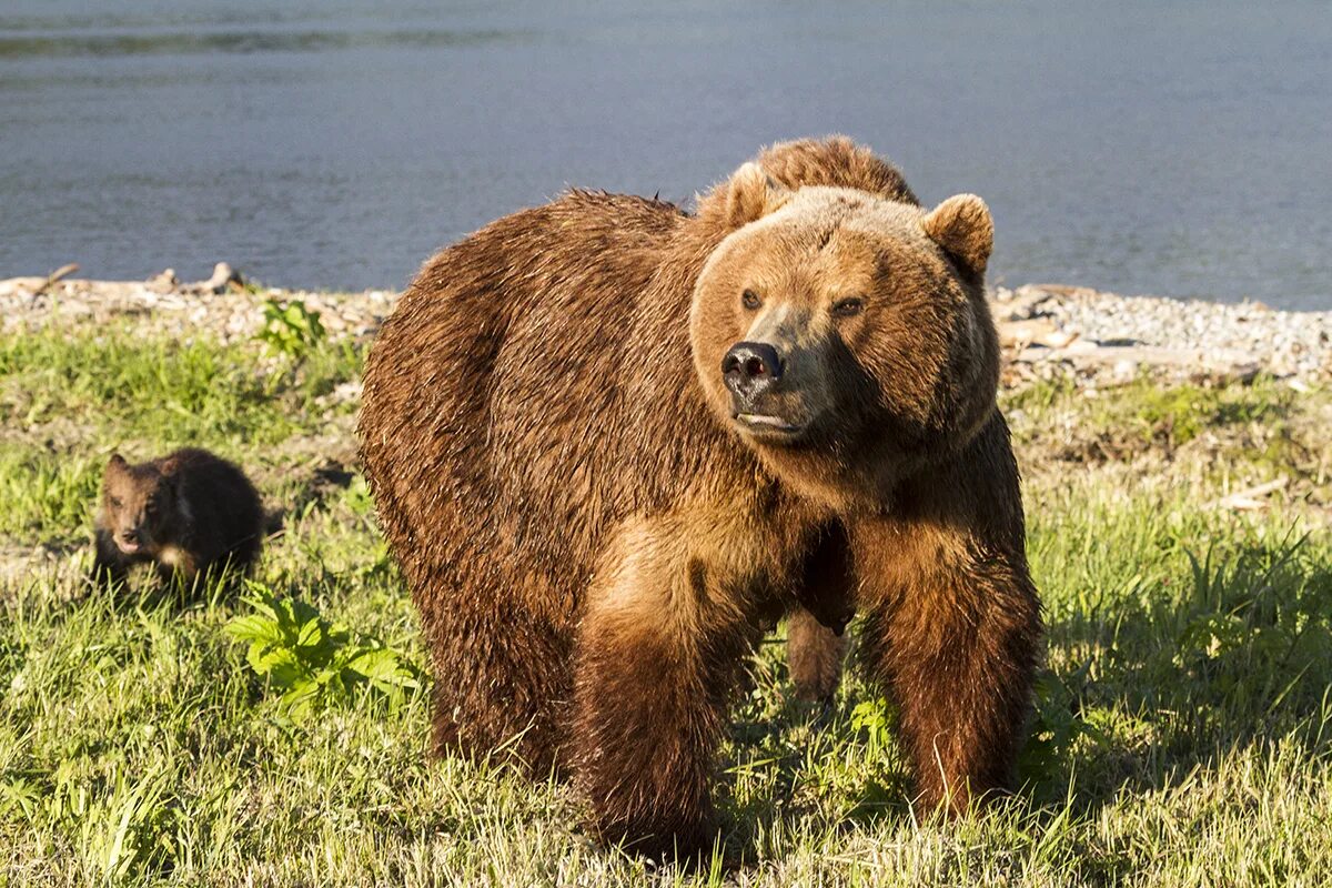 Описание фотографии камчатский бурый медведь