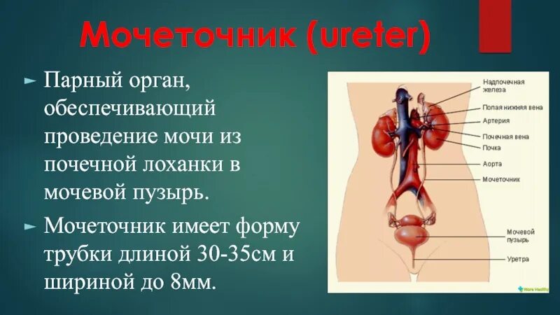 Мочеточник парный. Строение мочеточника. Строение мочеточника человека. Мочеточник анатомия. Расположение мочеточников.