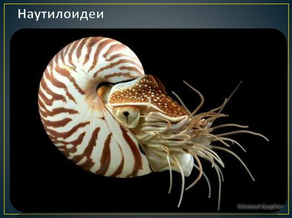 Как выглядит наутилус. Наутилус головоногие. наутилус морской моллюск. наутилус помпилиус моллюск раковина. наутилус помпилиус головоногий моллюск.