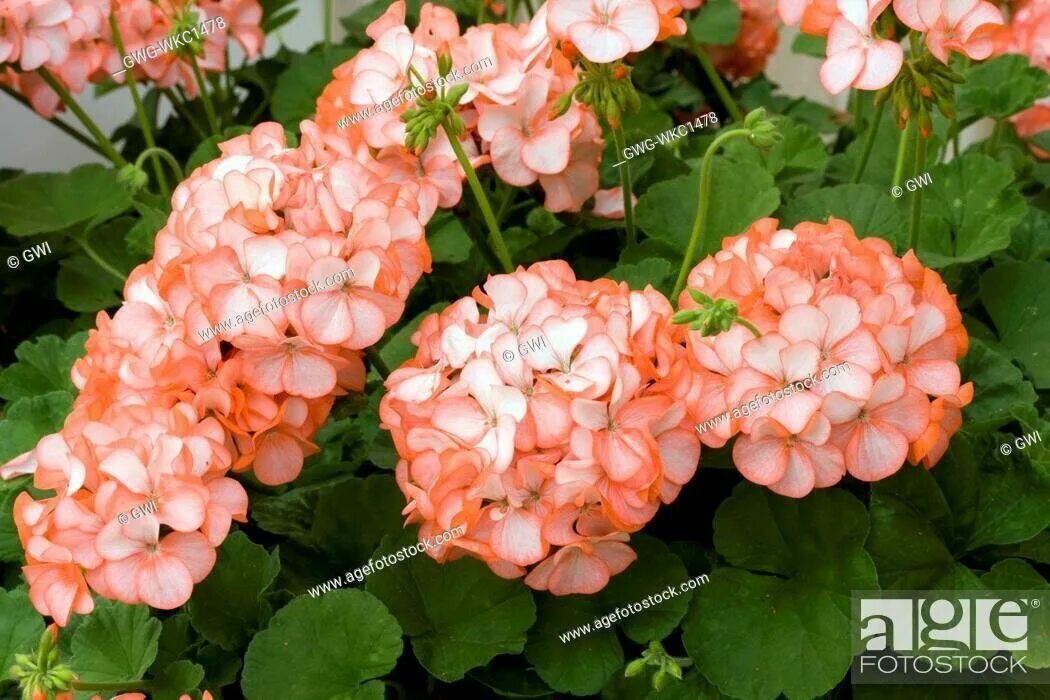 Группа герань. Divas Ice Orange Geranium пеларгония. Пеларгония Горизонт оранж. Пеларгония зональная оранжевый лед. Танго оранж пеларгония.