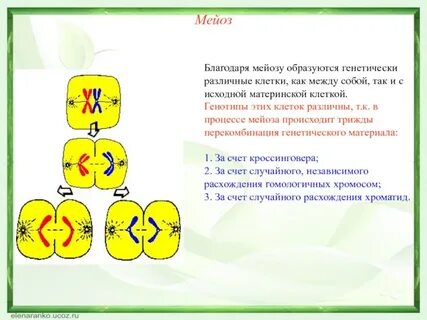 В результате первого мейоза образуется
