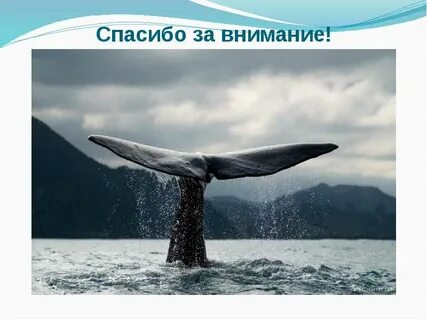 Кит слоган