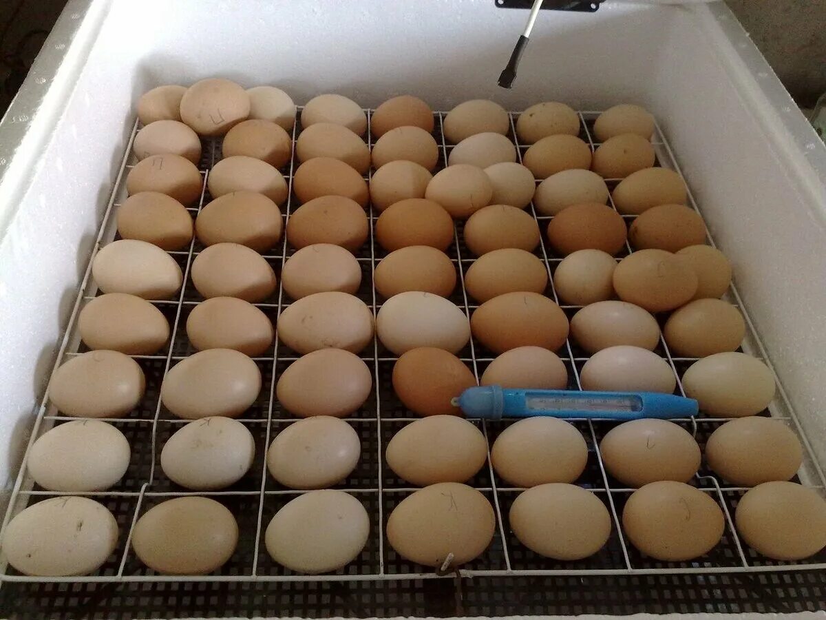 Кобб 700 инкубационное яйцо. Инкубационное яйцо кур инкубация. Закладка куриных яиц в инкубатор Несушка.