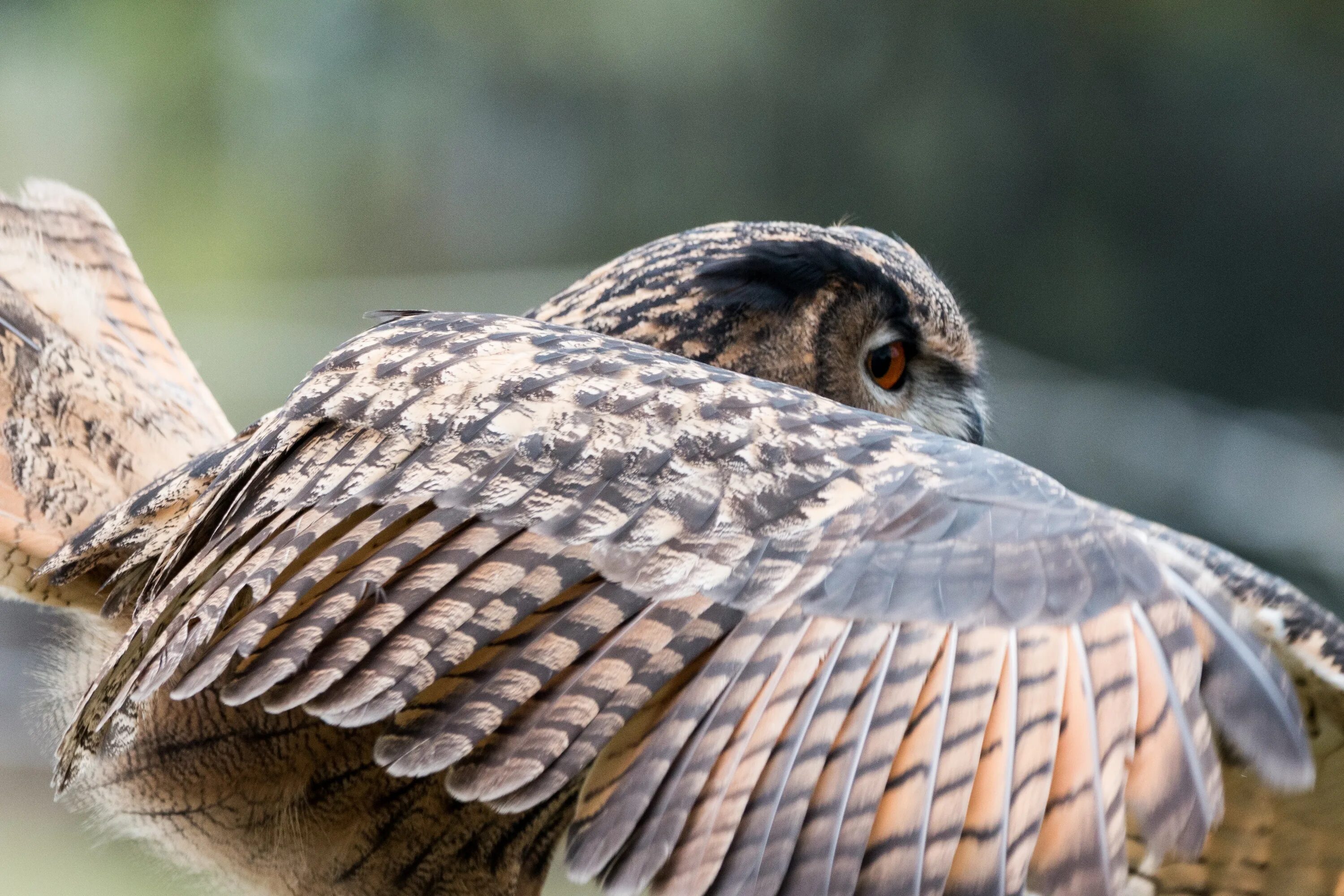 Капский Филин. Bubo bengalensis. Филин обыкновенный. Филин фото. Птица распушила перья