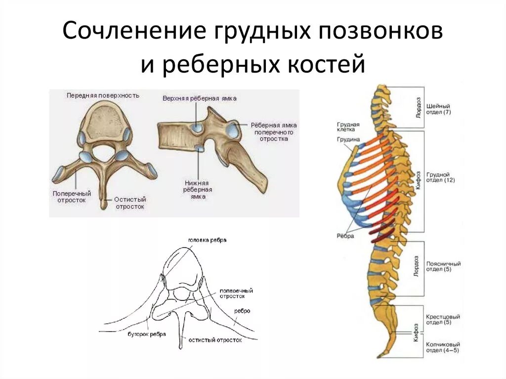 Строение грудного отдела позвоночника с ребрами. Грудной отдел позвоночника вид спереди. Строение позвонков грудного отдела. Грудной позвонок строение позвонка.