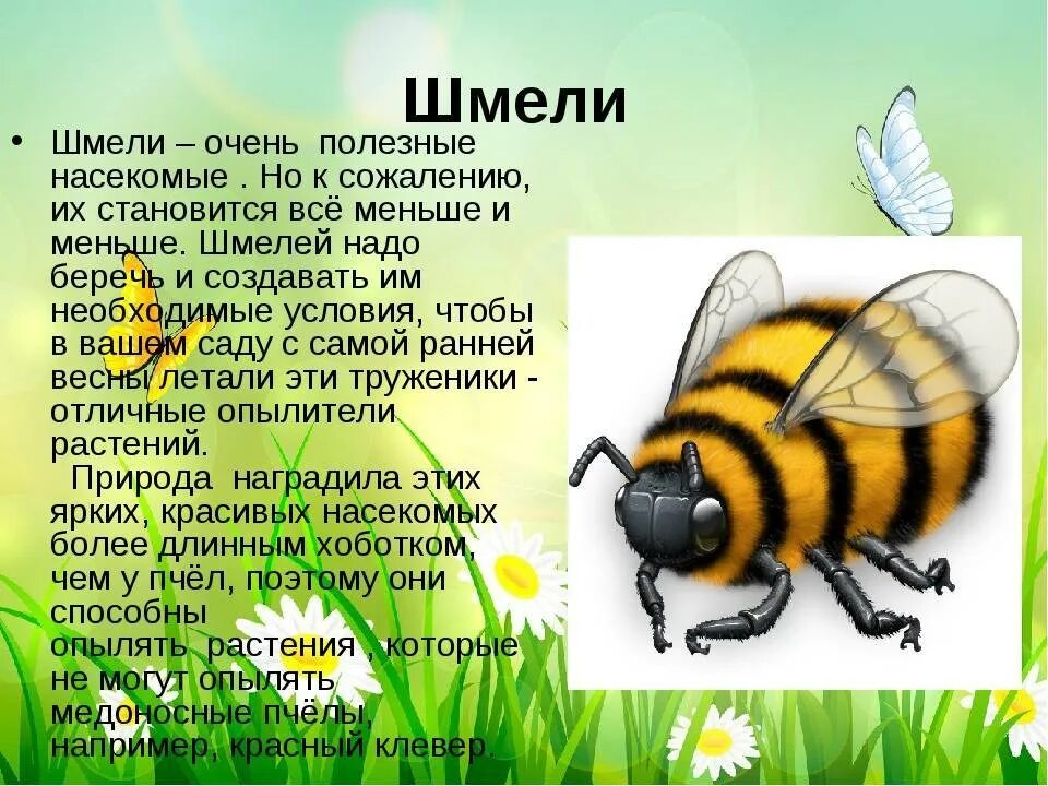 Информация о шмелях окружающий мир