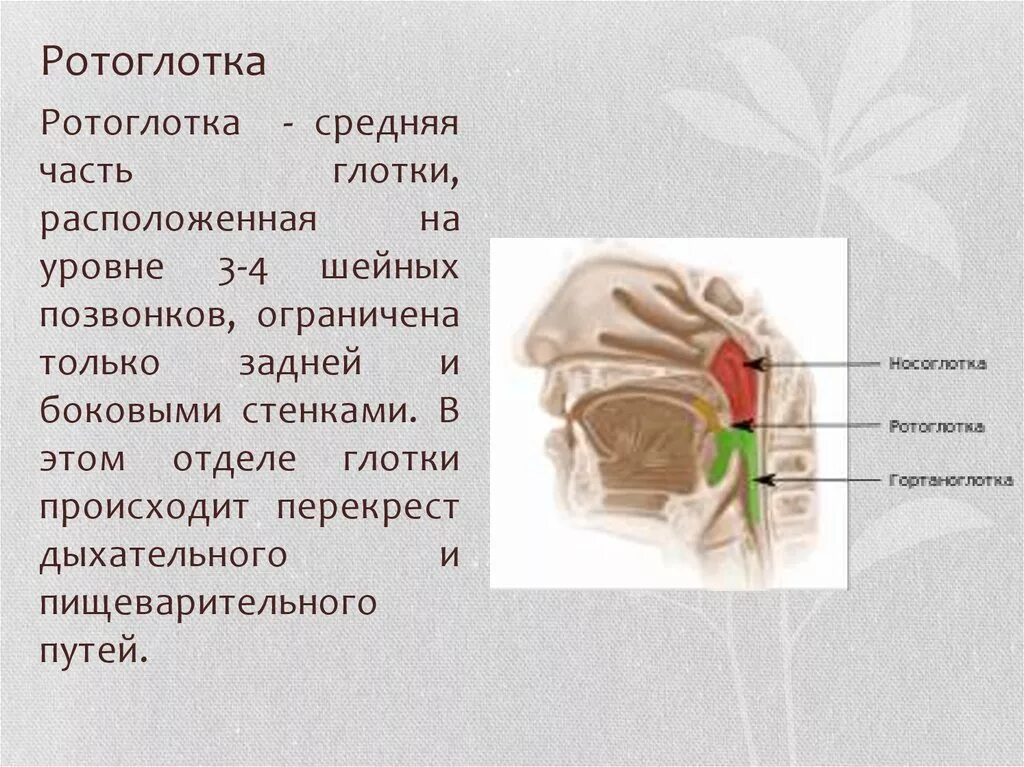 Глотка сообщение. Ротоглотка гортаноглотка строение. Носоглотка ротоглотка гортаноглотка строение. Строение ротоглотки анатомия. Ротовая часть глотки функции.