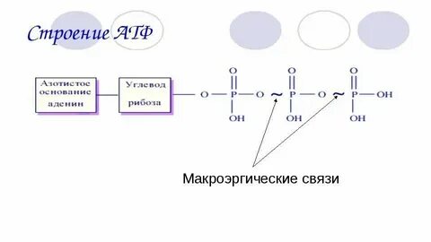 Примеры макроэргических связей