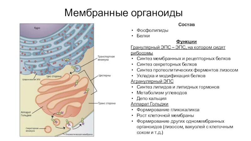 Пузырьков эпс. Органоиды мембранные мембранные ЭПС. Связь ЭПС С аппаратом Гольджи. Взаимосвязь ЭПС комплекса Гольджи и лизосом. Рибосомы комплекс Гольджи лизосомы таблица.