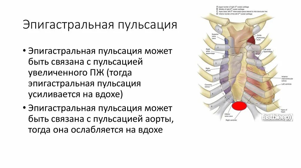 Почему сильно пульсирует в животе. Эпигастральная пульсация. Пульсация в надчревной области. Пульсация в эпигастральной области. Эпигастральная пальпация.