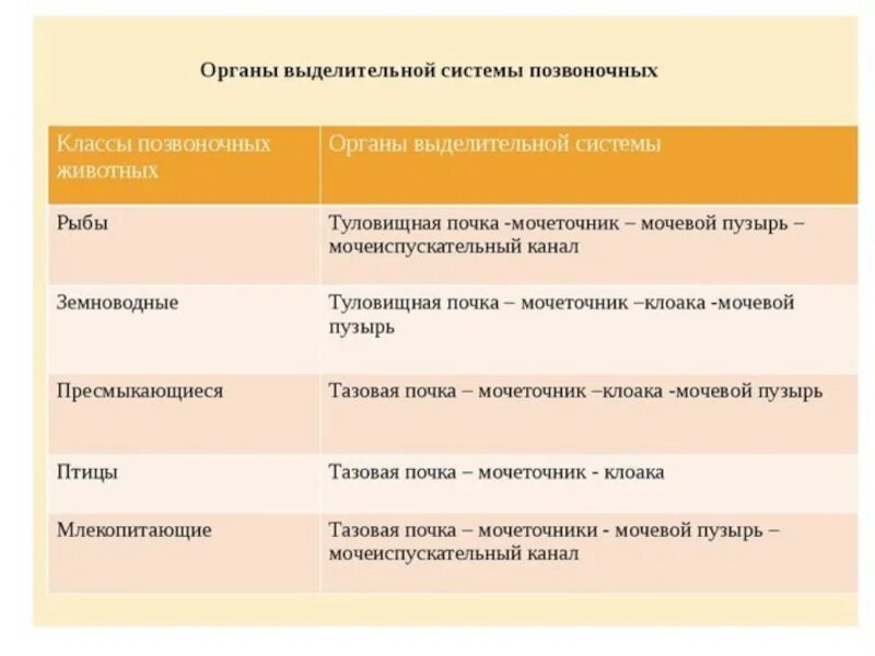 Органы выделительной системы позвоночных. Выделительная система позвоночных и беспозвоночных животных. Выделительная система животных таблица. Выделительная система позвоночных животных таблица. Органы выделения беспозвоночных