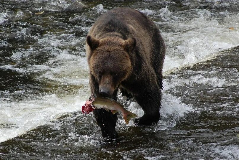 Где проживают медведи. Среда обитания бурого медведя. Бурый медведь обитает. Бурый медведь обитание. Медведь ловит рыбу.
