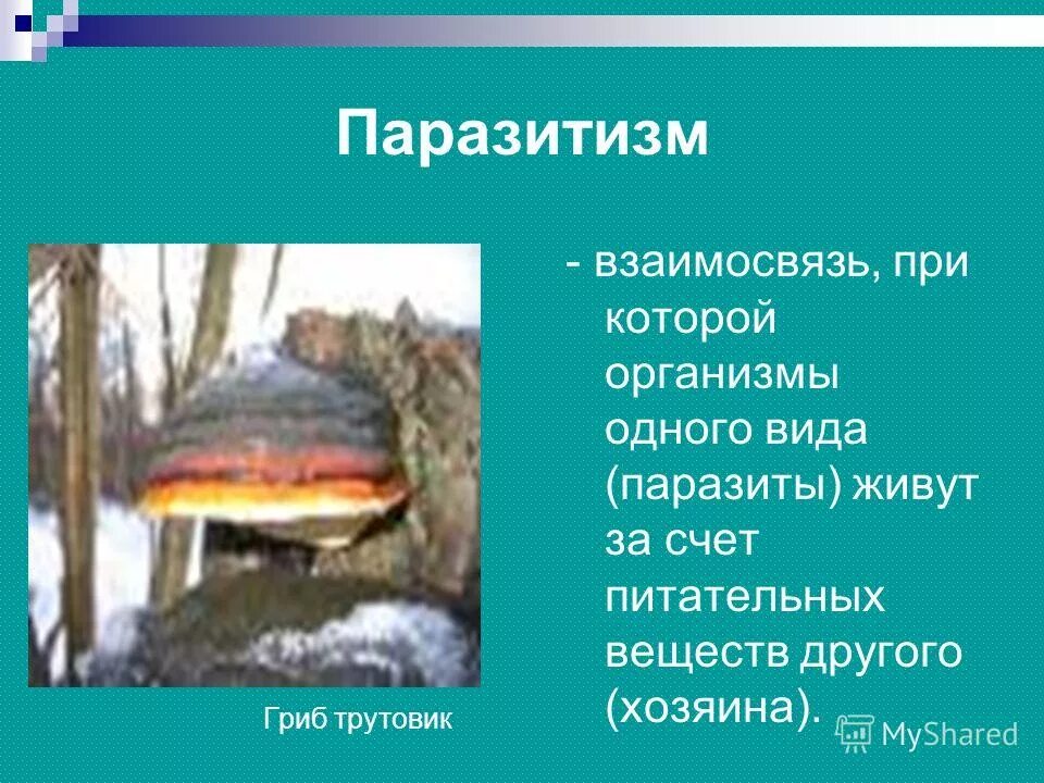 паразитизм это в биологии. грибы трутовики съедобные и несъедобные.