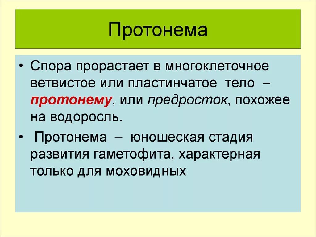 Протонема моховидных. Протонема. протонема у мхов. стадия протонемы. протонема это кратко.