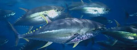 Large fish